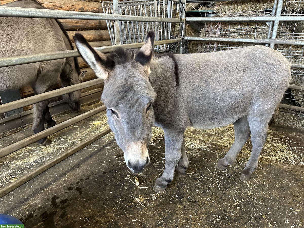 Bild 2: Eselhengst sucht Herzensplatz, sehr menschenbezogen