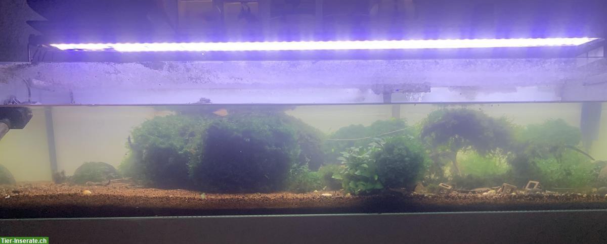 Aquarium mit Taiwan Bee Garnelen und Zubehör