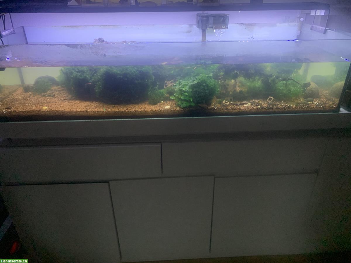 Bild 2: Aquarium mit Taiwan Bee Garnelen und Zubehör