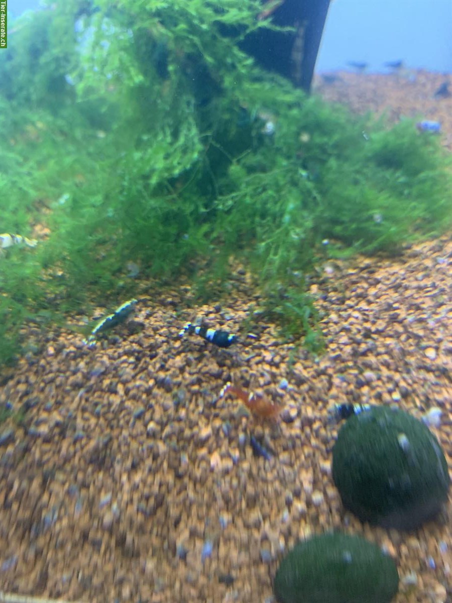 Bild 3: Aquarium mit Taiwan Bee Garnelen und Zubehör