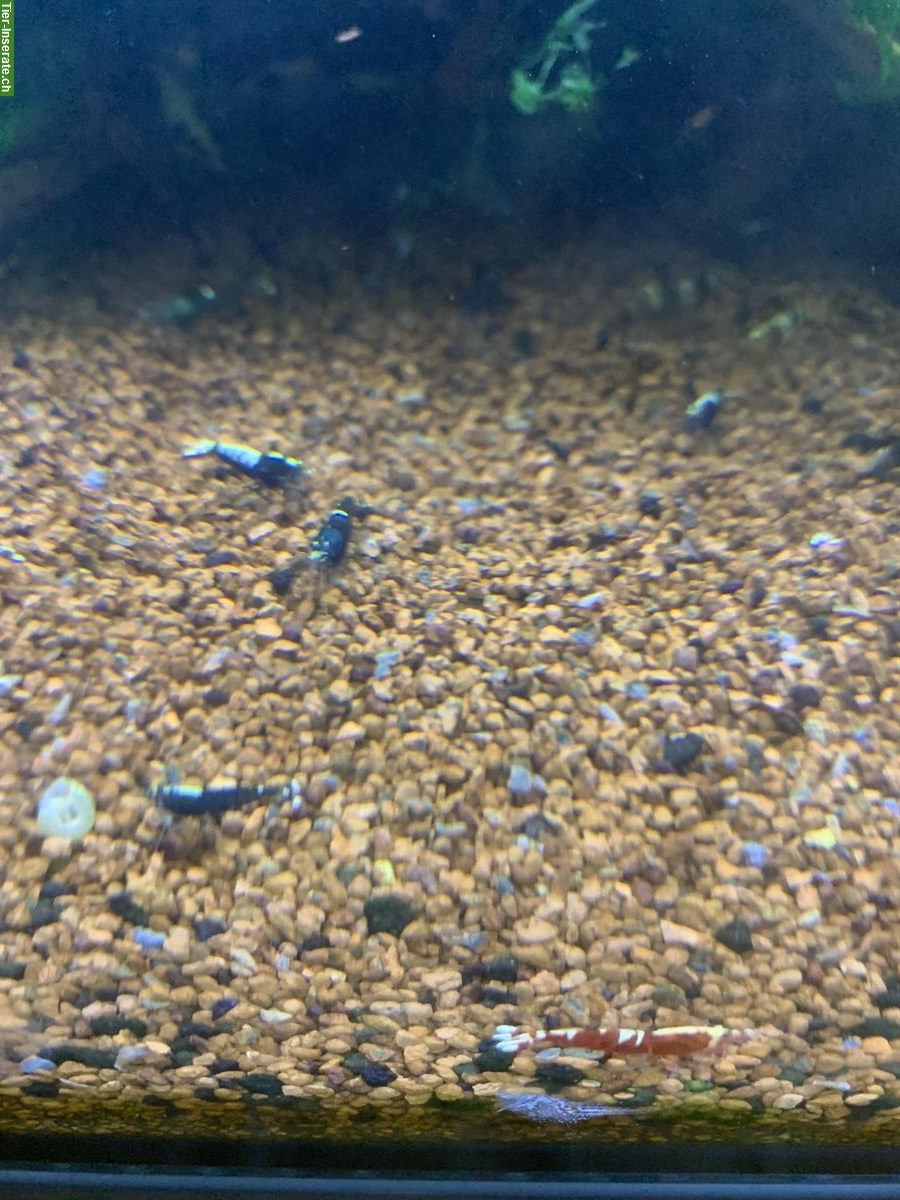 Bild 4: Aquarium mit Taiwan Bee Garnelen und Zubehör