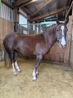 Tragende Freiberger Stute zu verkaufen