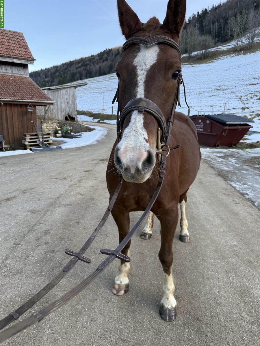 Bild 10: Tragende Freiberger Stute zu verkaufen