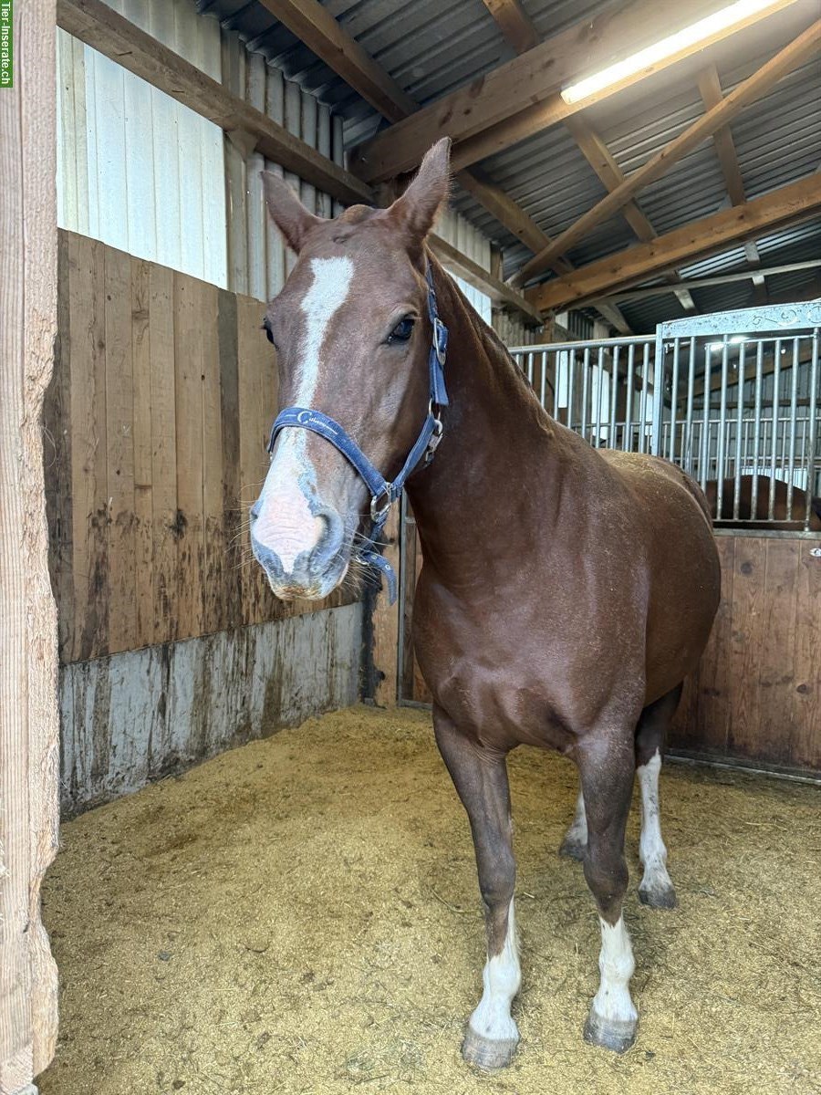 Bild 2: Tragende Freiberger Stute zu verkaufen