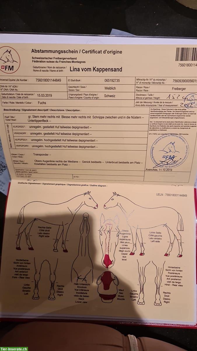 Bild 3: Tragende Freiberger Stute zu verkaufen