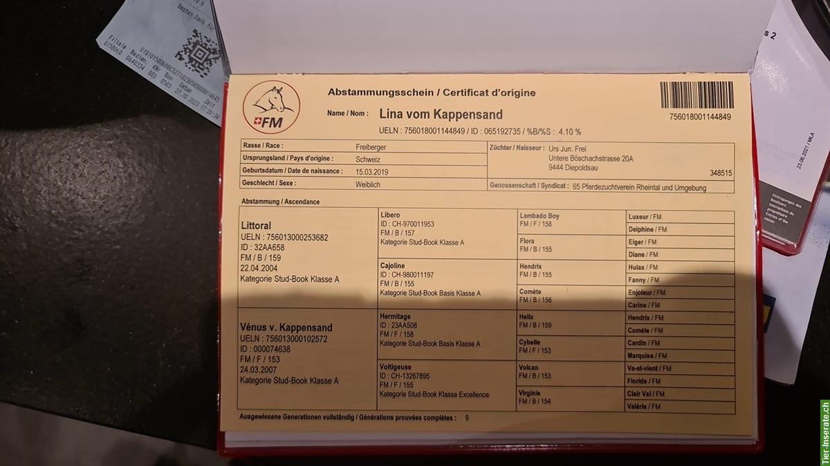 Bild 4: Tragende Freiberger Stute zu verkaufen