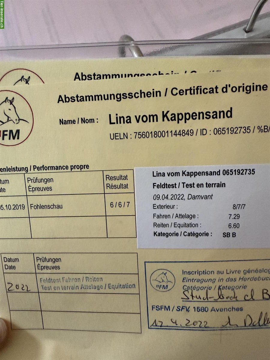 Bild 5: Tragende Freiberger Stute zu verkaufen