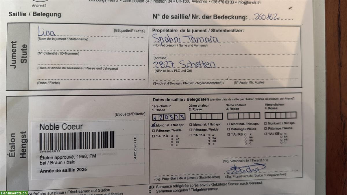 Bild 6: Tragende Freiberger Stute zu verkaufen