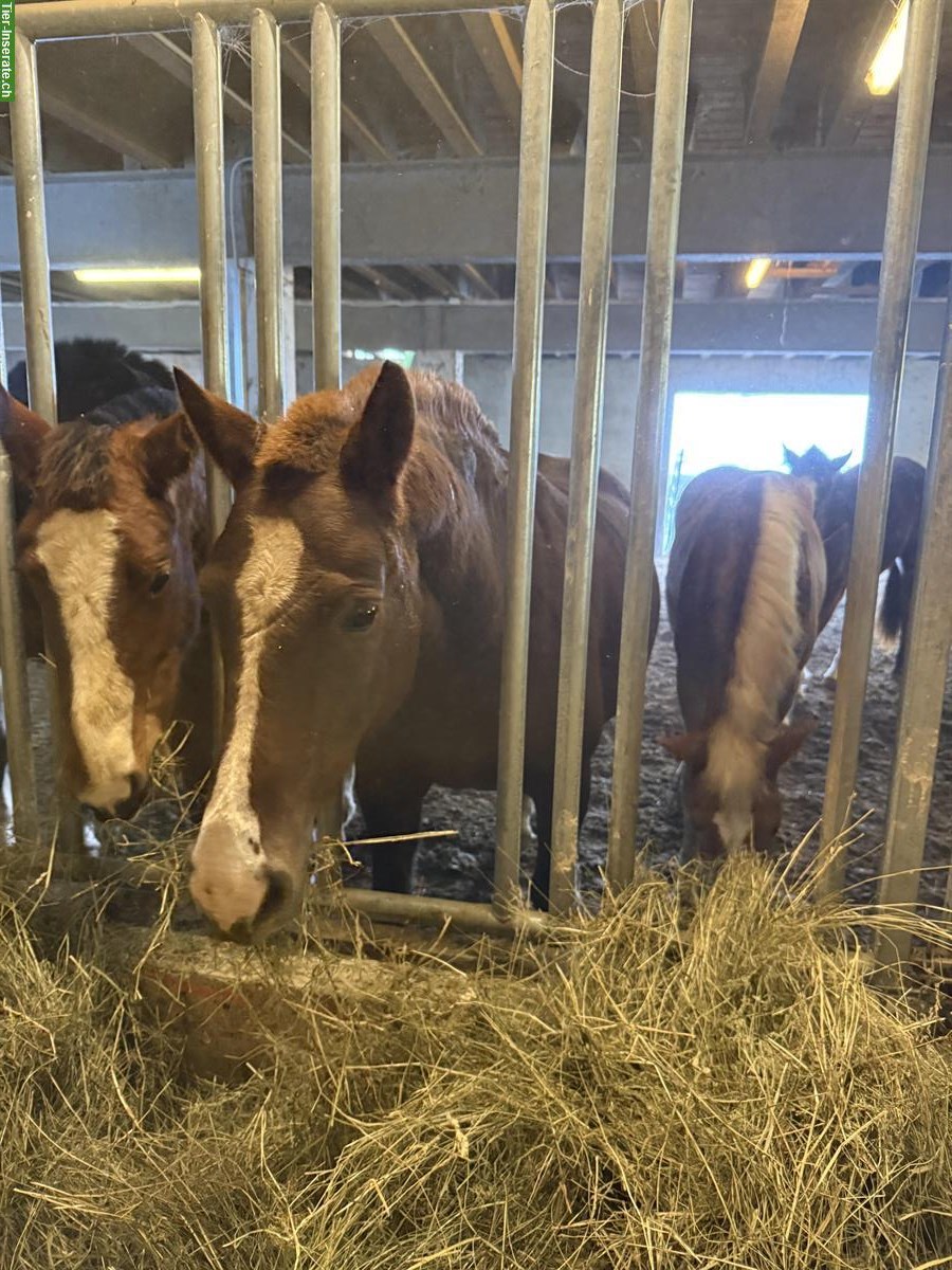 Bild 7: Tragende Freiberger Stute zu verkaufen