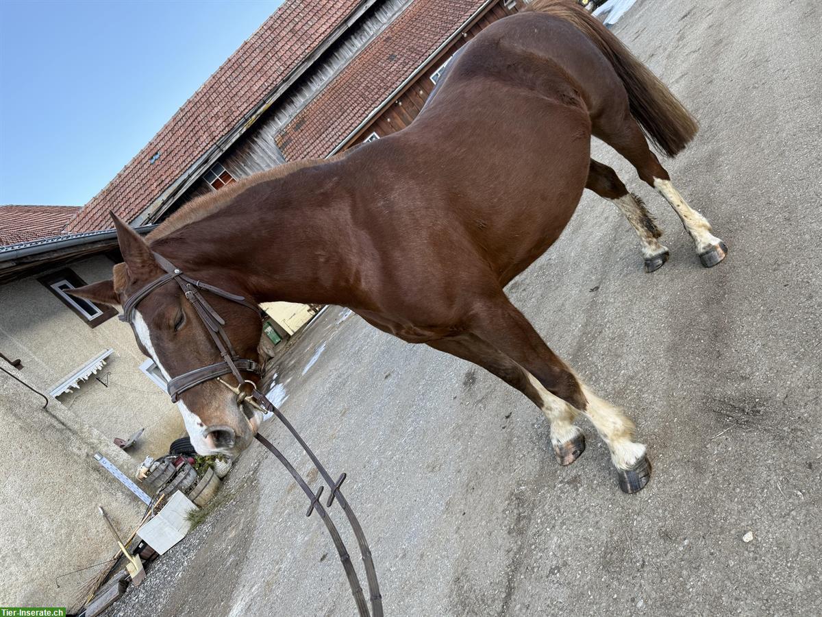 Bild 8: Tragende Freiberger Stute zu verkaufen