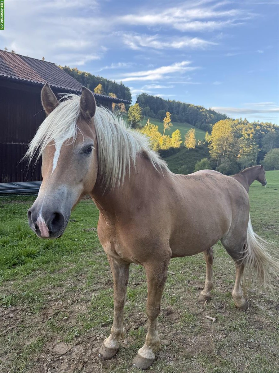 Schöne Haflinger Stute, 6-jährig, kinderfreundlich