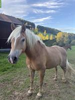 Schöne Haflinger Stute, 6-jährig, kinderfreundlich