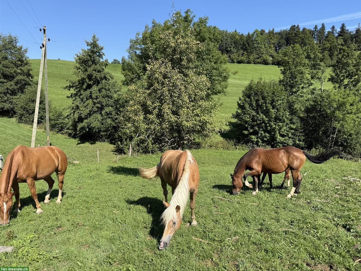 Bild 2: Schöne Haflinger Stute, 6-jährig, kinderfreundlich