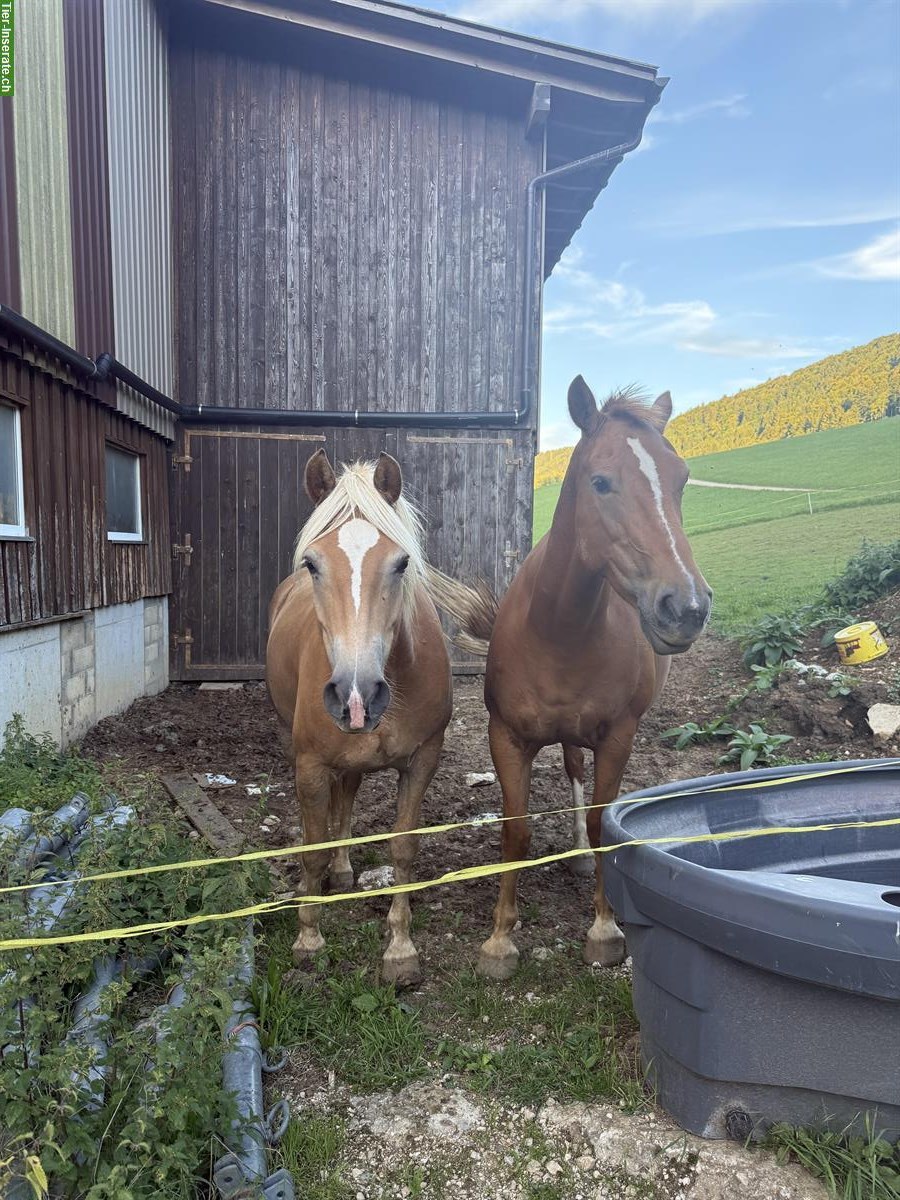 Bild 3: Schöne Haflinger Stute, 6-jährig, kinderfreundlich