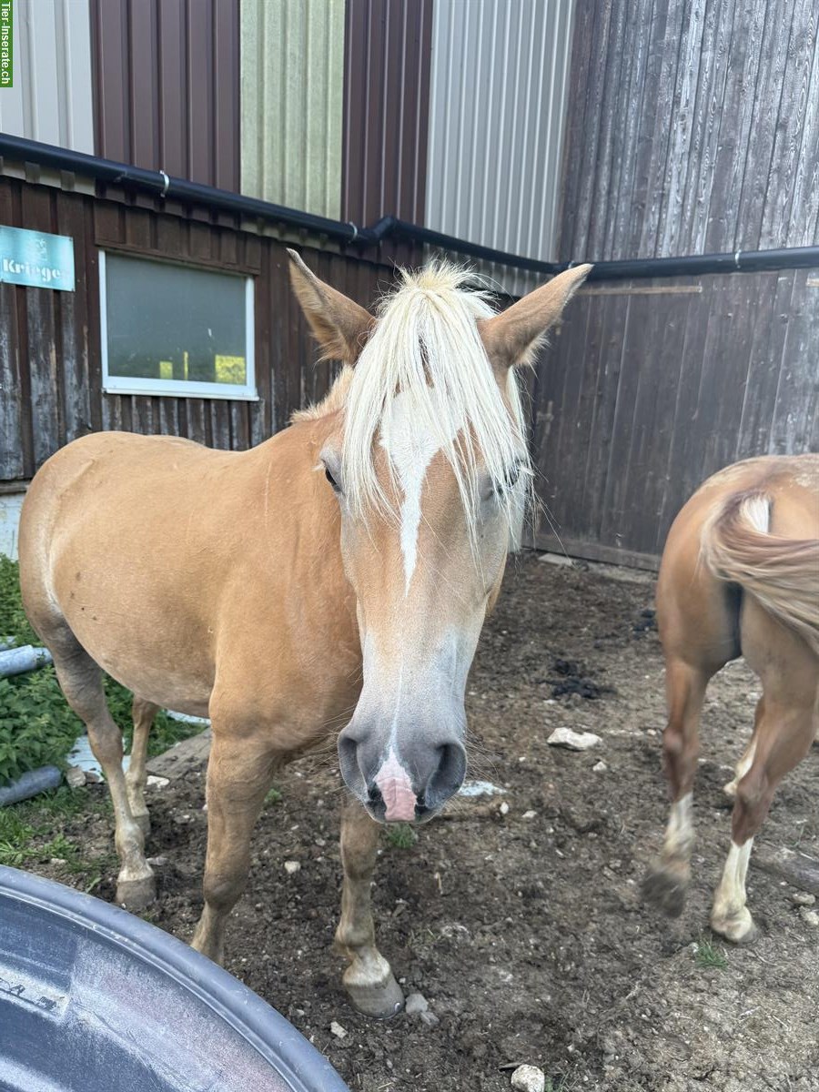 Bild 4: Schöne Haflinger Stute, 6-jährig, kinderfreundlich