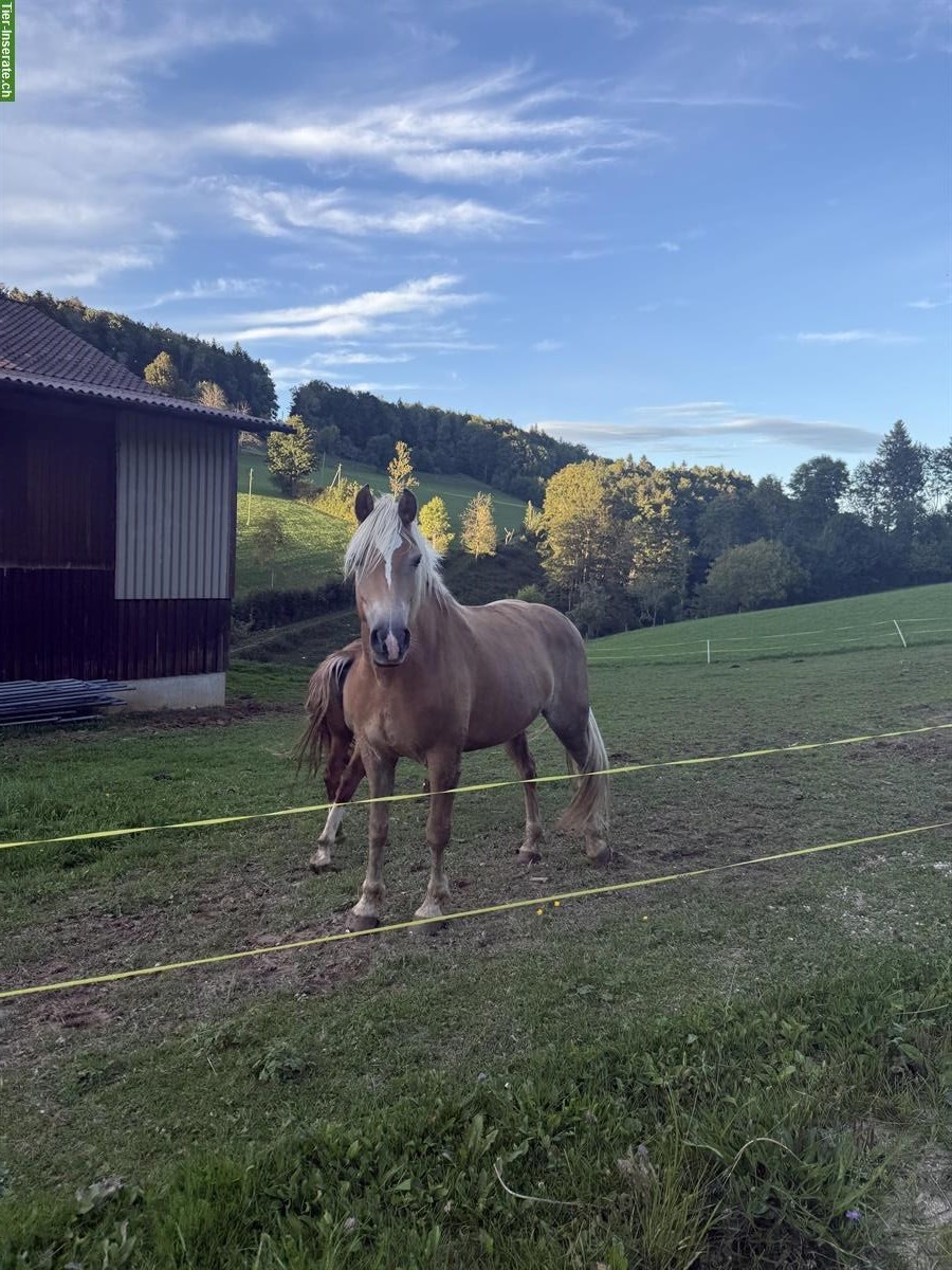 Bild 5: Schöne Haflinger Stute, 6-jährig, kinderfreundlich