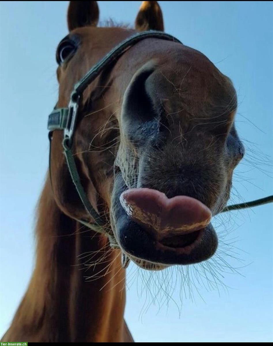 Stallfee sucht einen Job 100%