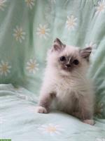 Reinrassige Ragdoll Kitten mit Stammbaum