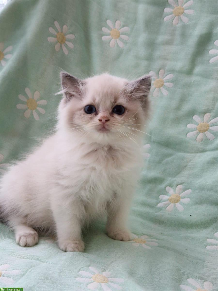 Bild 2: Reinrassige Ragdoll Kitten mit Stammbaum