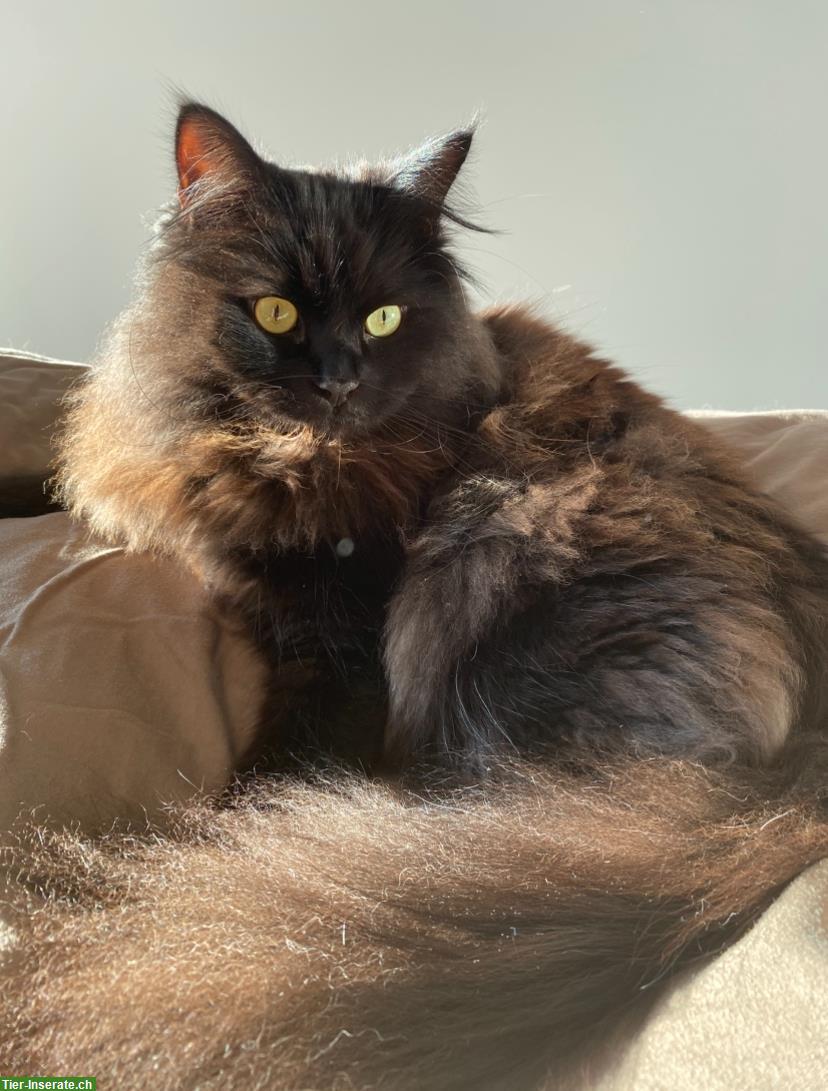 Junger, hübscher Sibirischer Kater mit Pedigree