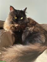 Junger, hübscher Sibirischer Kater mit Pedigree