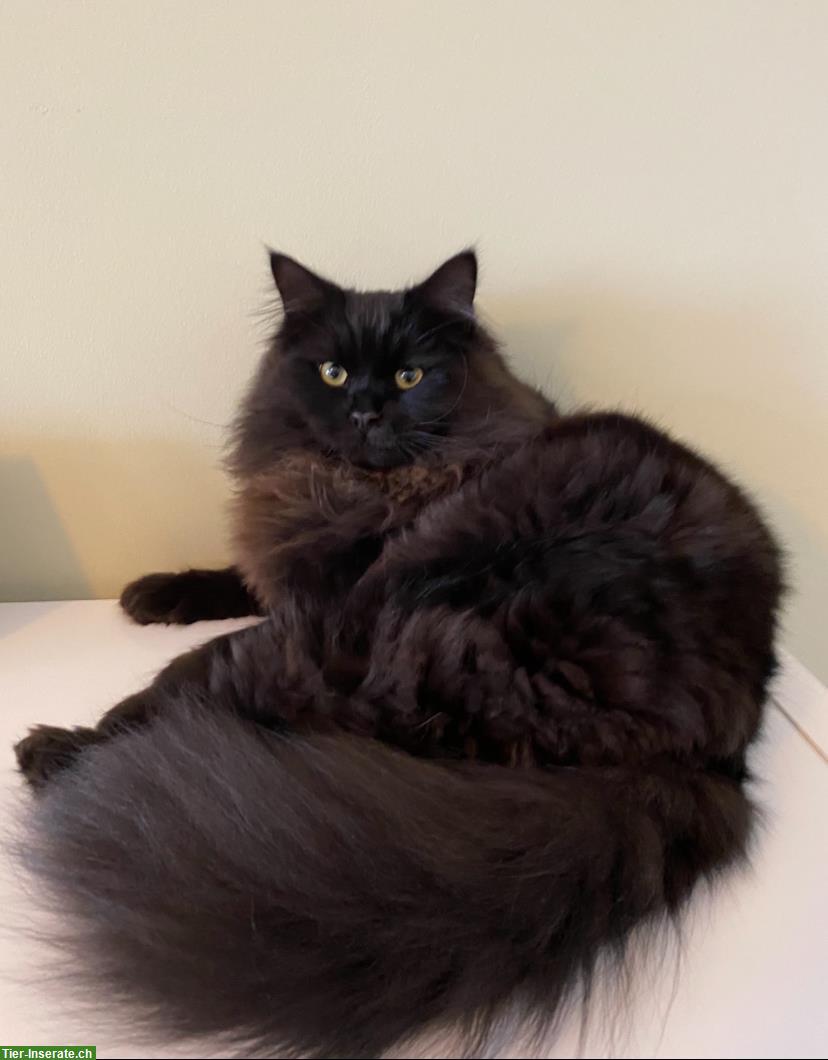 Bild 2: Junger, hübscher Sibirischer Kater mit Pedigree