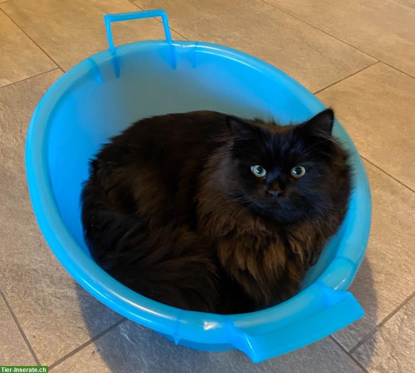 Bild 3: Junger, hübscher Sibirischer Kater mit Pedigree