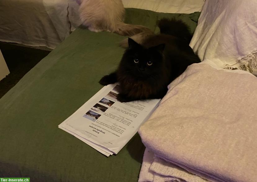 Bild 4: Junger, hübscher Sibirischer Kater mit Pedigree