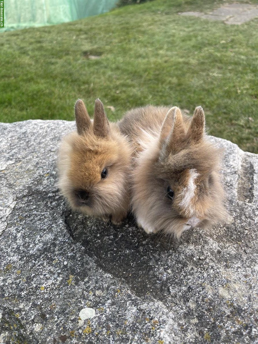 Junge Löwenkopf-Zwerghäsli  aus Hobbyzucht