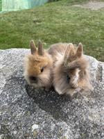 Junge Löwenkopf-Zwerghäsli  aus Hobbyzucht