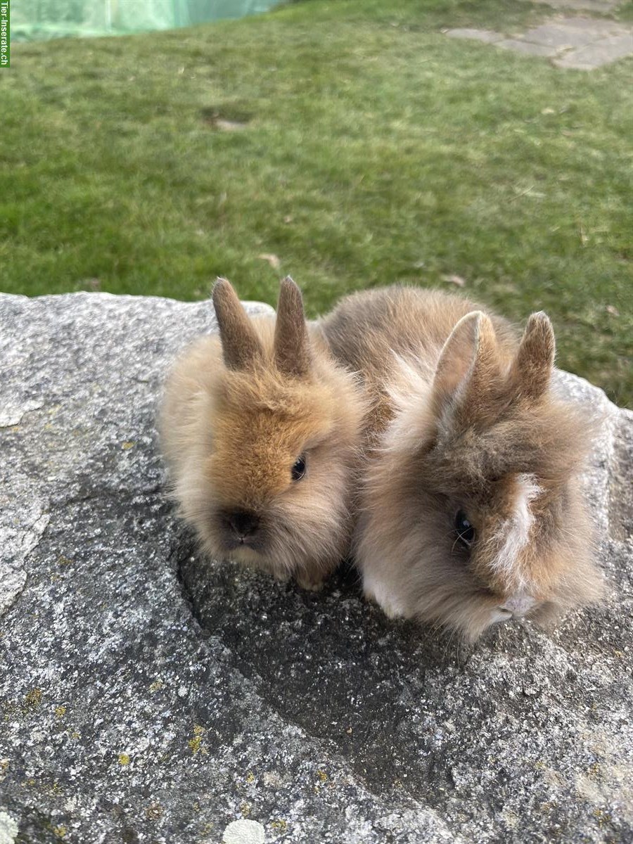 Bild 2: Junge Löwenkopf-Zwerghäsli  aus Hobbyzucht