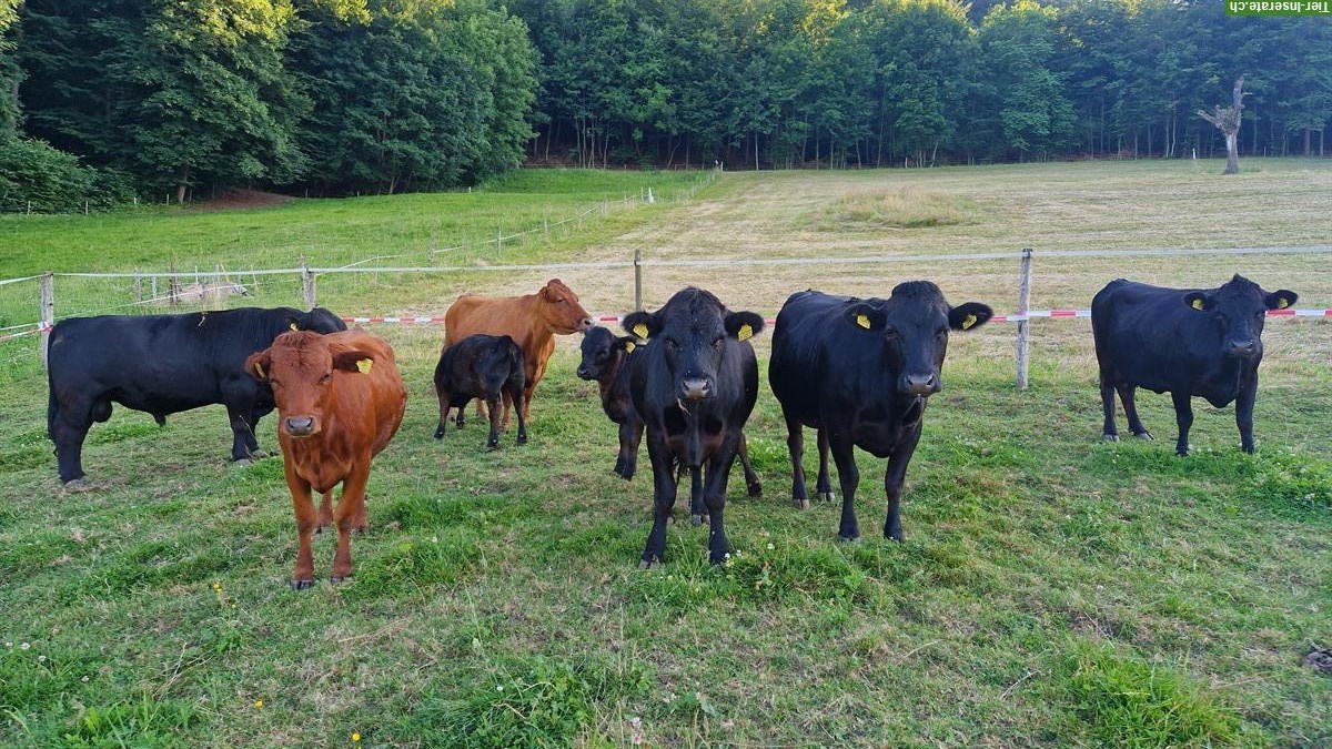 Dexter-Herde zu verkaufen