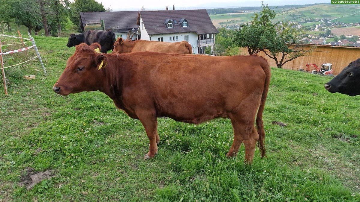 Bild 3: Dexter-Herde zu verkaufen