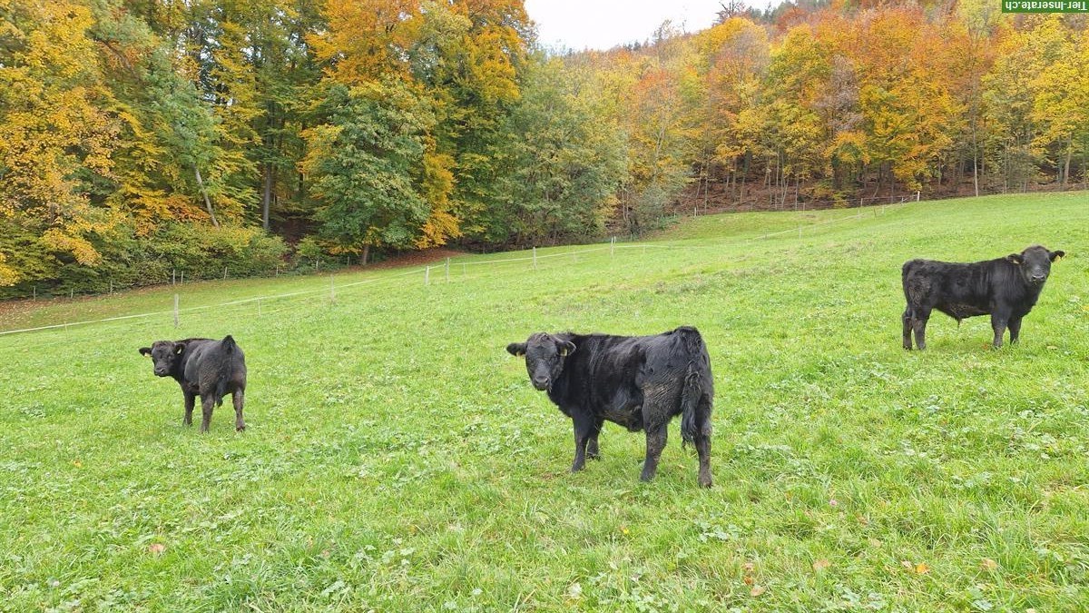 Bild 4: Dexter-Herde zu verkaufen