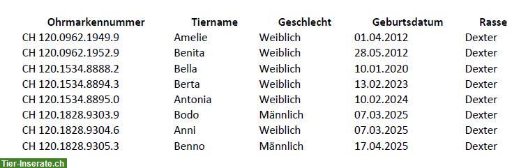 Bild 5: Dexter-Herde zu verkaufen