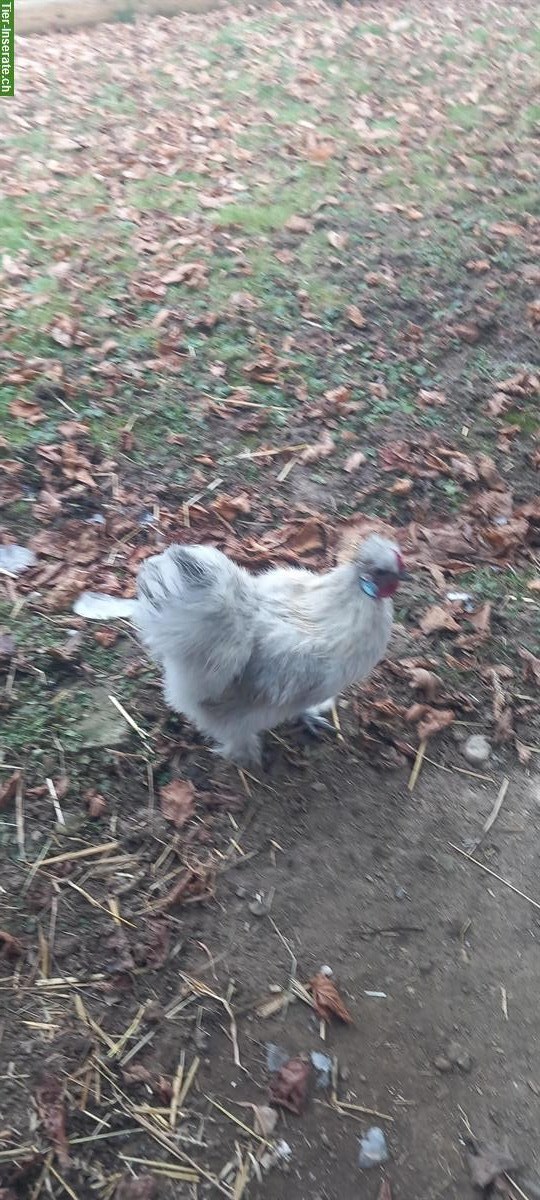 Bild 2: Junger Zwerg-Seidenhahn gratis abzugeben