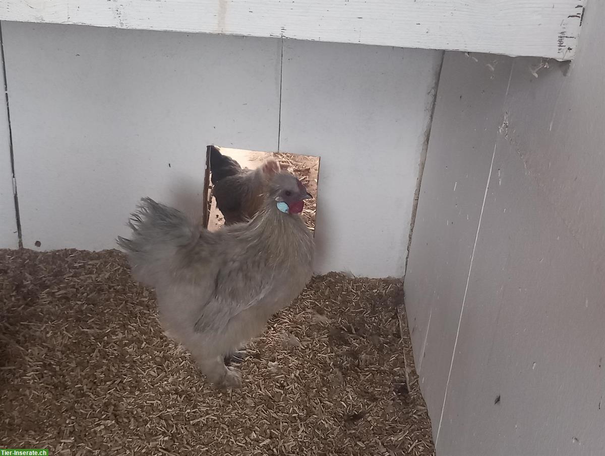 Bild 3: Junger Zwerg-Seidenhahn gratis abzugeben