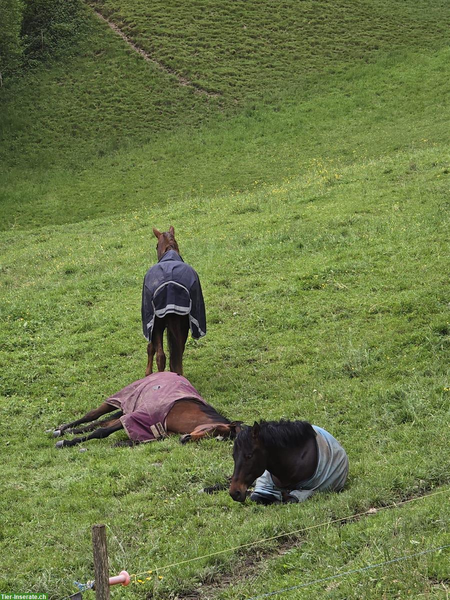 Bild 2: Offenstallplatz für Wallach in Rüegsau BE, 24h Heu & Weidegang