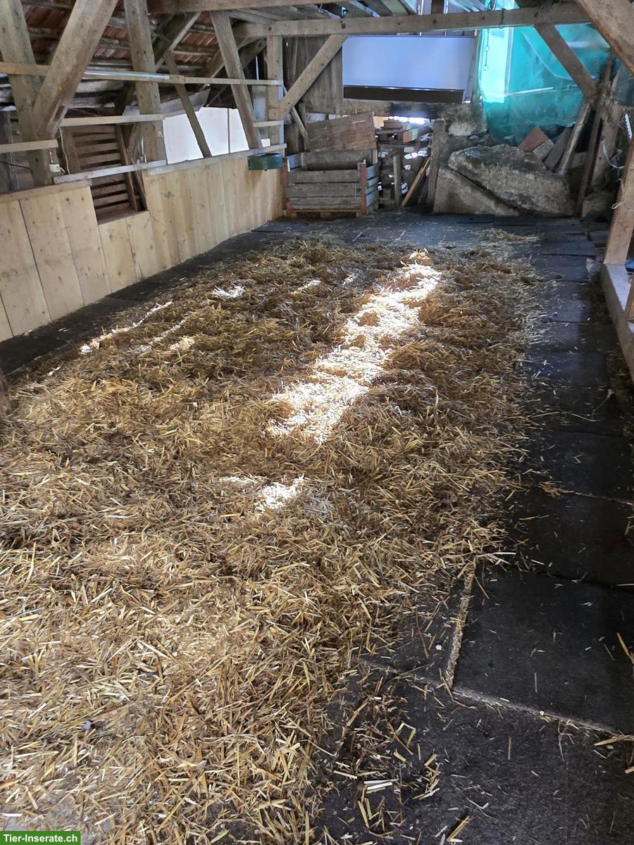 Bild 3: Offenstallplatz für Wallach in Rüegsau BE, 24h Heu & Weidegang