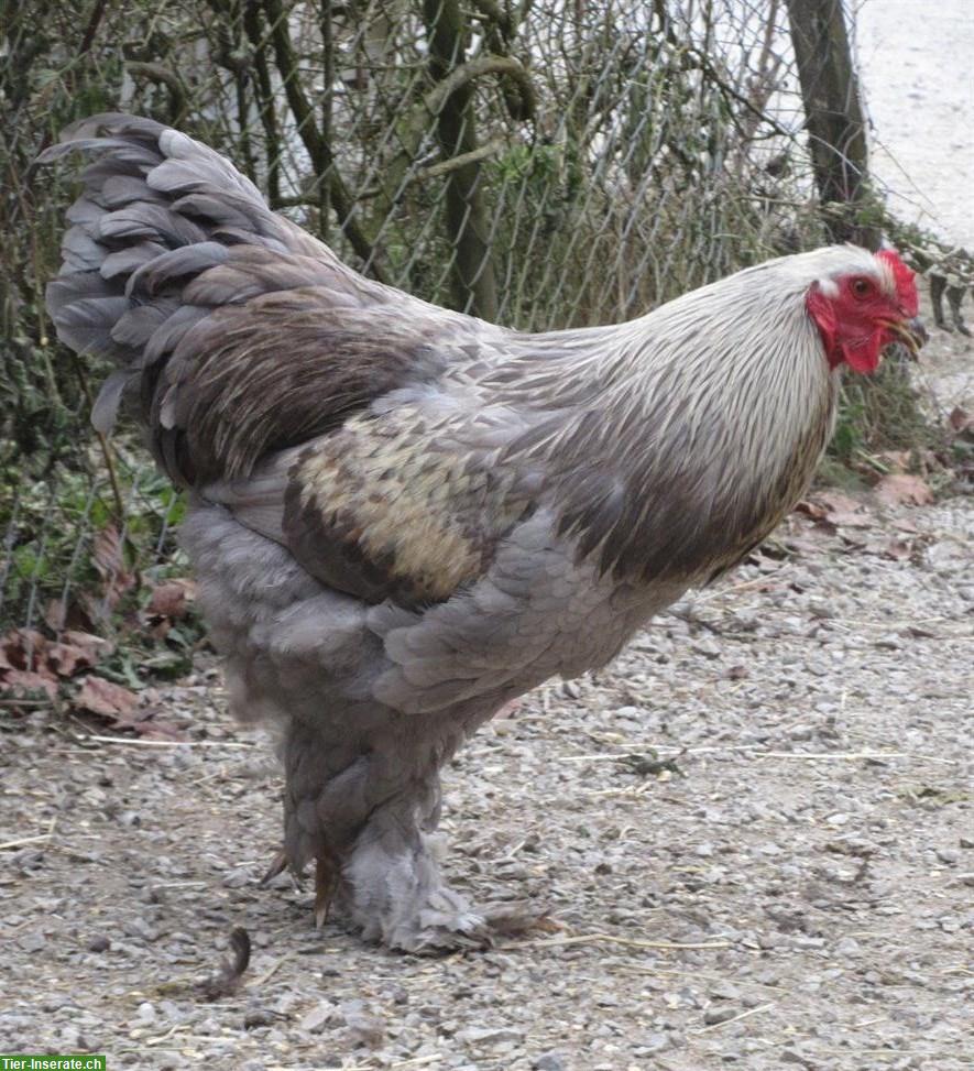 4 Brahma-Mix Junghähne suchen neuen Lebensplatz