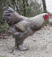 4 Brahma-Mix Junghähne suchen neuen Lebensplatz