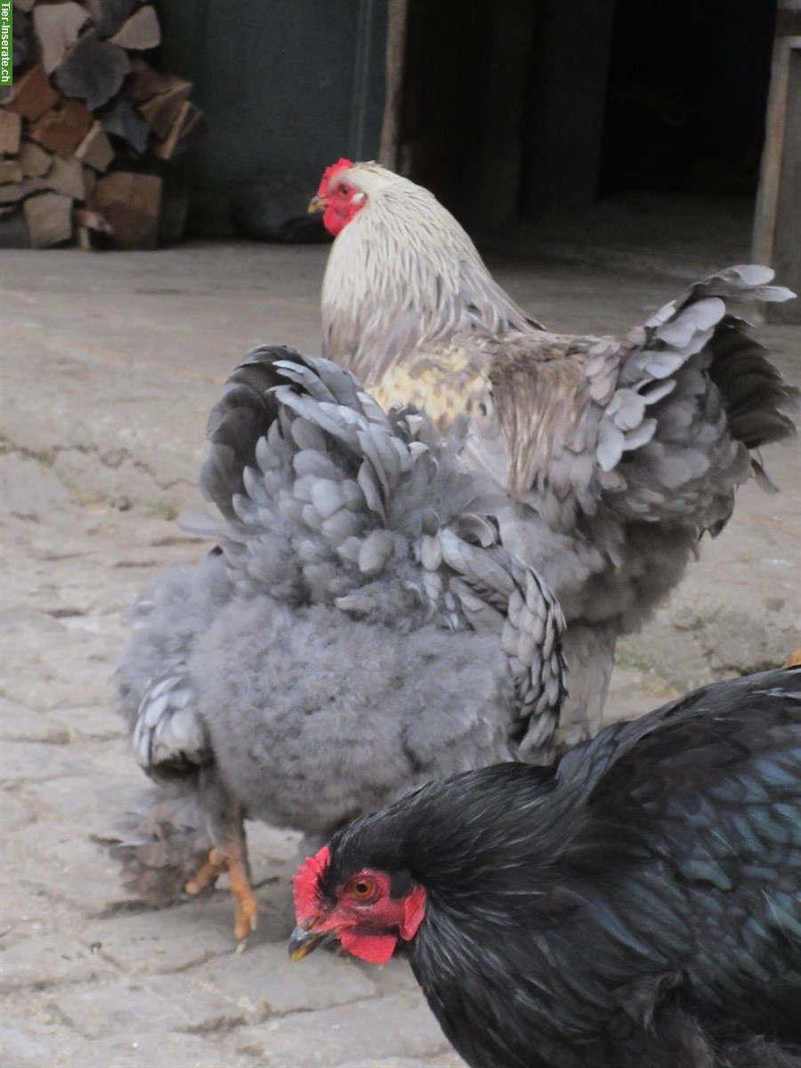 Bild 2: 4 Brahma-Mix Junghähne suchen neuen Lebensplatz