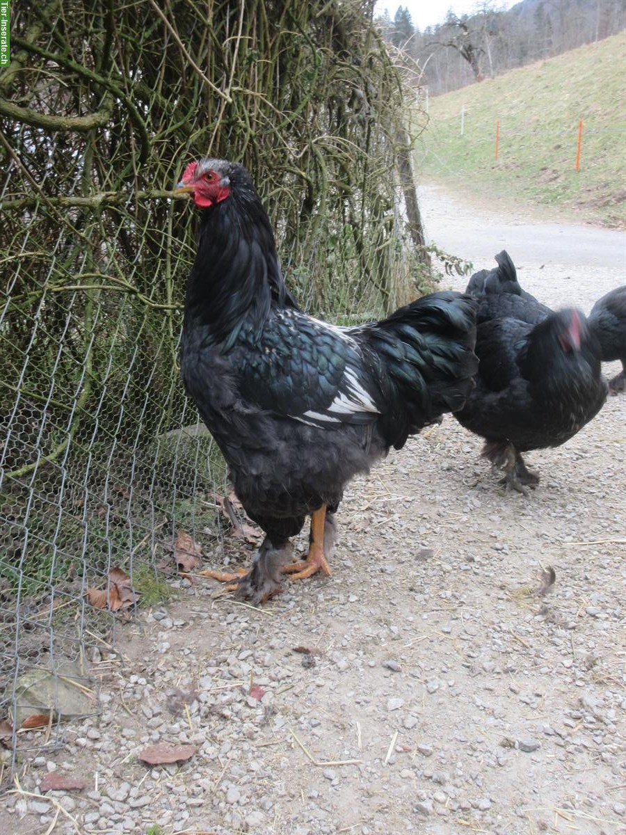 Bild 3: 4 Brahma-Mix Junghähne suchen neuen Lebensplatz