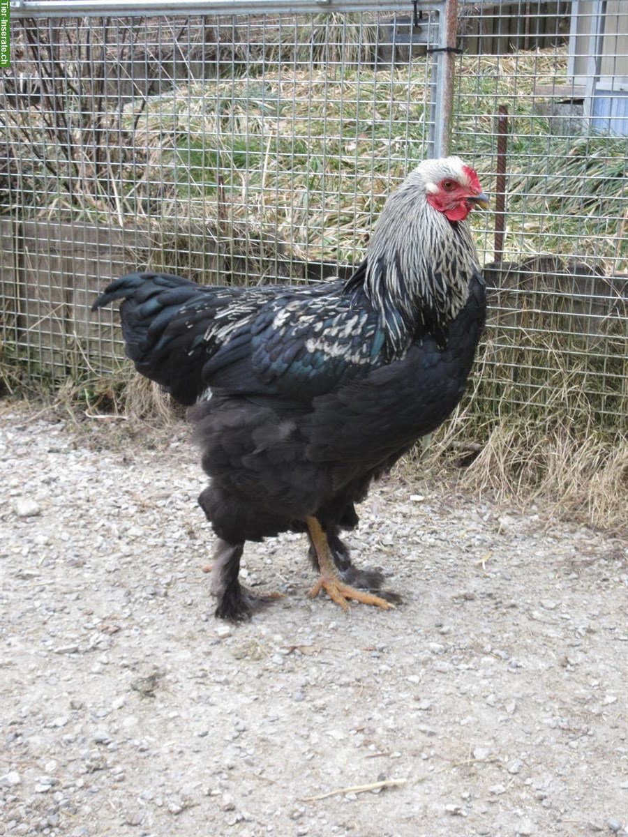 Bild 4: 4 Brahma-Mix Junghähne suchen neuen Lebensplatz