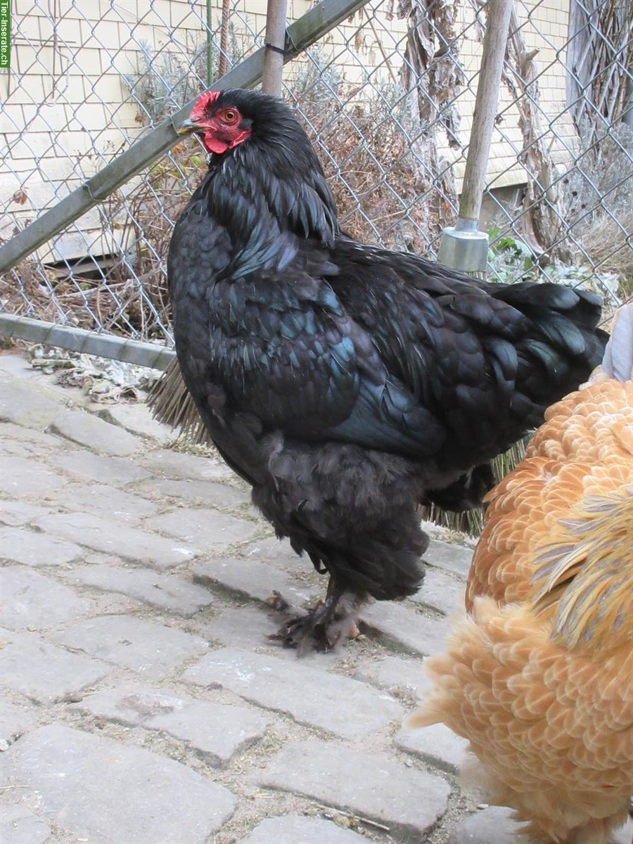 Bild 5: 4 Brahma-Mix Junghähne suchen neuen Lebensplatz