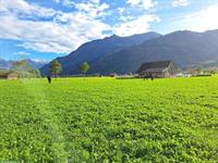 Ganzer Pferdestall in Reichenburg SZ für 6-8 Pferde zu vermieten