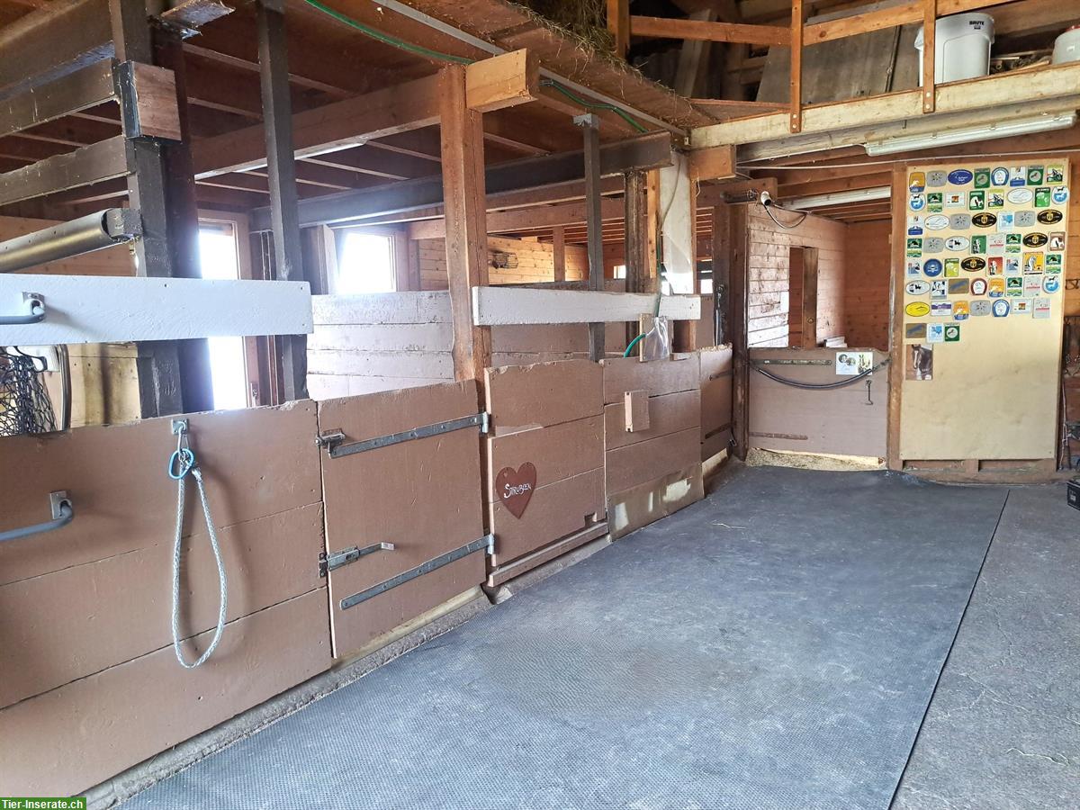 Bild 3: Ganzer Pferdestall in Reichenburg SZ für 6-8 Pferde zu vermieten