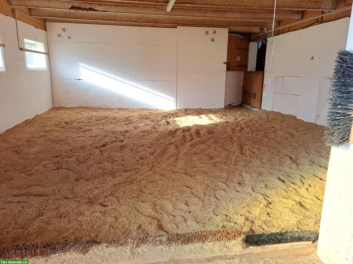 Bild 6: Ganzer Pferdestall in Reichenburg SZ für 6-8 Pferde zu vermieten