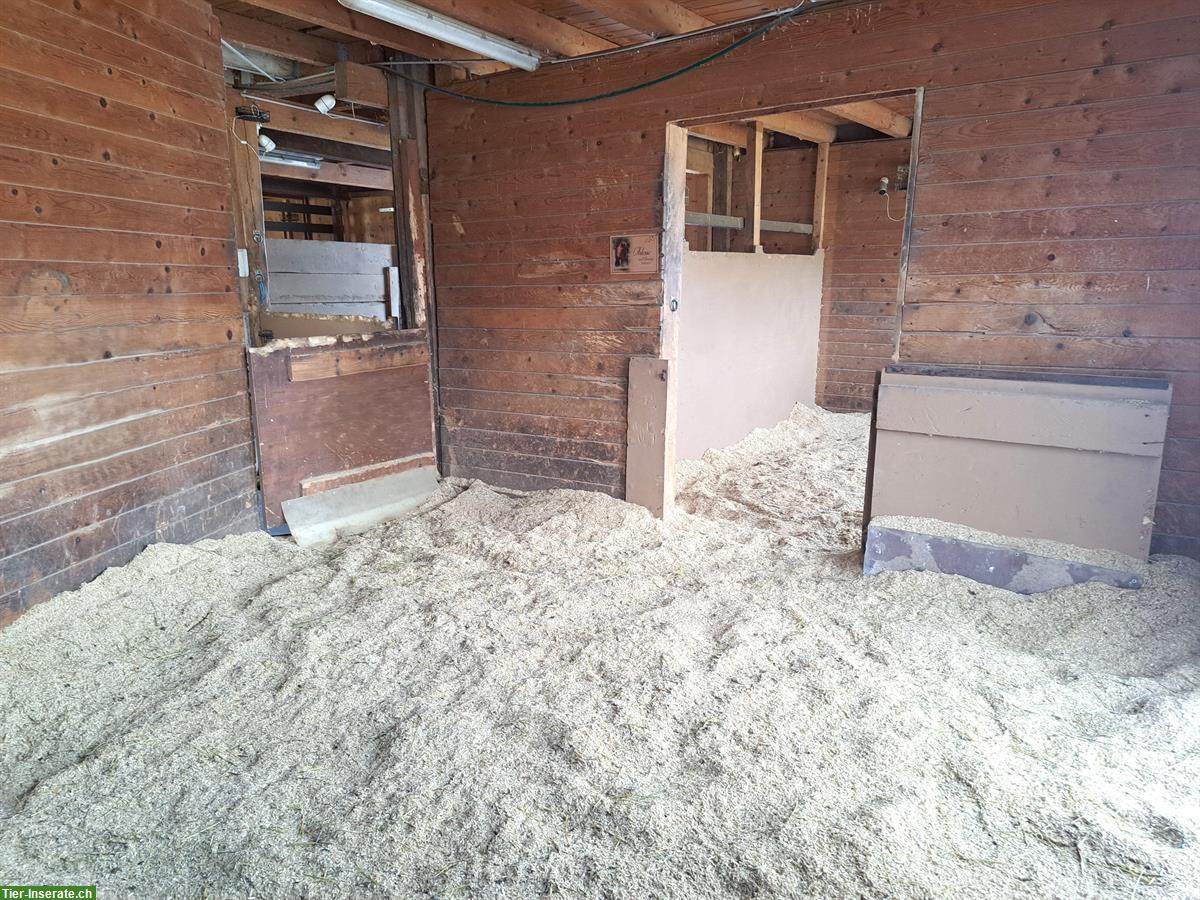 Bild 7: Ganzer Pferdestall in Reichenburg SZ für 6-8 Pferde zu vermieten