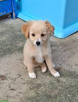 Mischlingshund Welpen, kleinbleibend